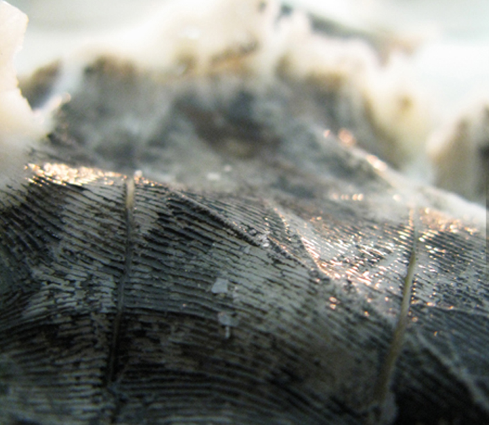 2 Paysage et empreinte_1280 x 1280_Marrot